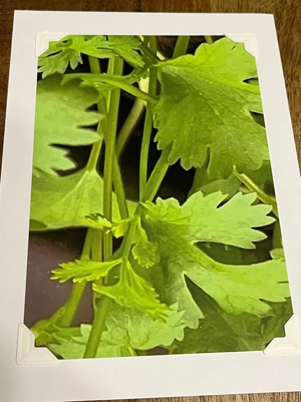 Green Botanical Greeting Cards - Set of 4
